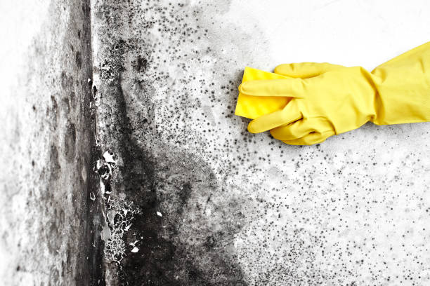 Biohazard Mold Removal in Pana, IL